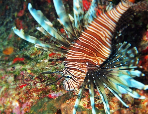 Anguilla Snorkel – Photo Credit: Mike Vogel